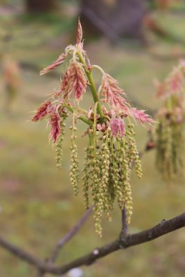 Acer pensylvanicum 'Erythrocladum' - javor pensylvánský - jehnědy